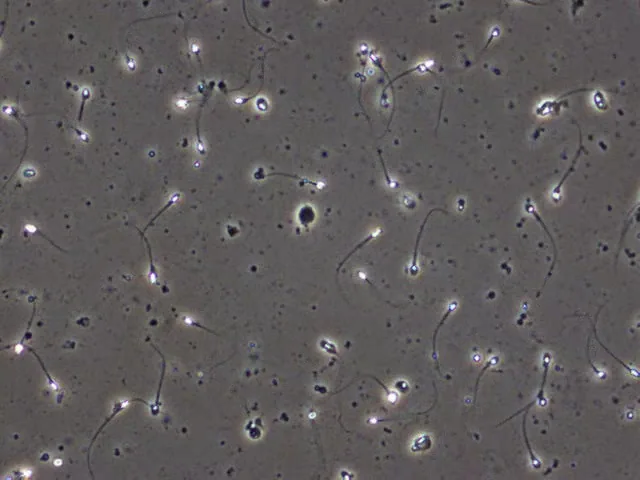 SpermVision örneğiyle sağlanan, aday işaretleri içermeyen mikroskopi girdi karesi.